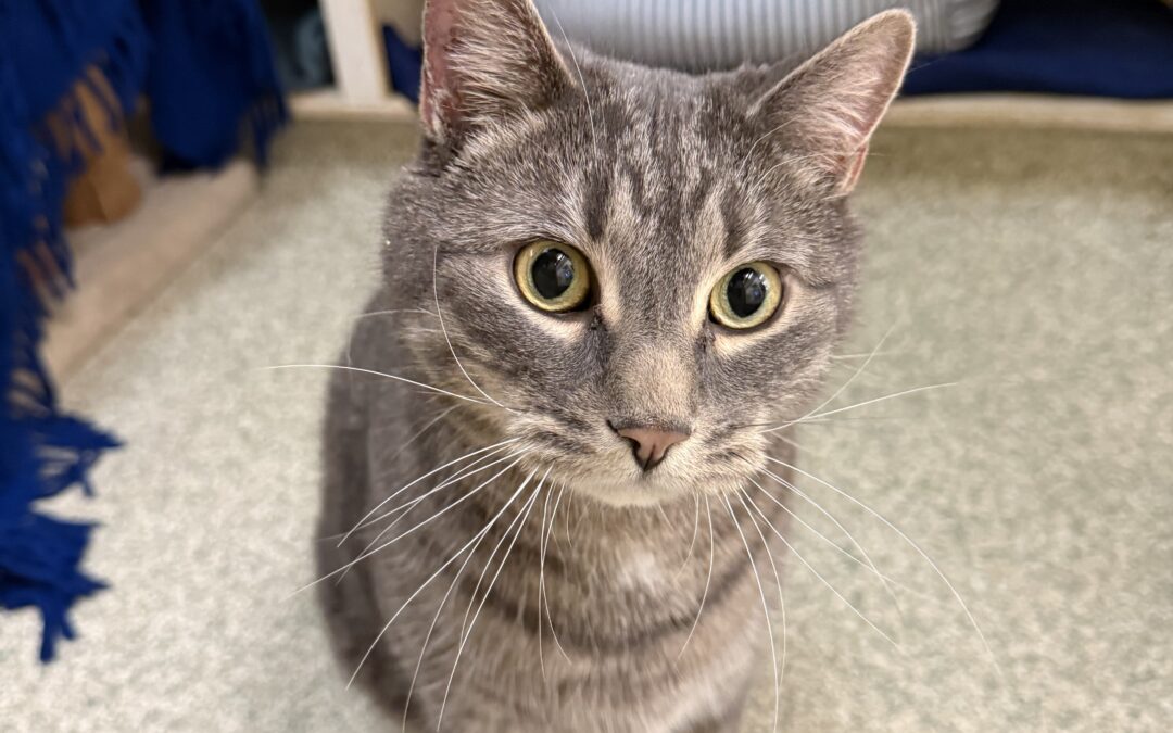 Milo
