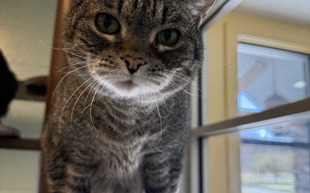 Miko