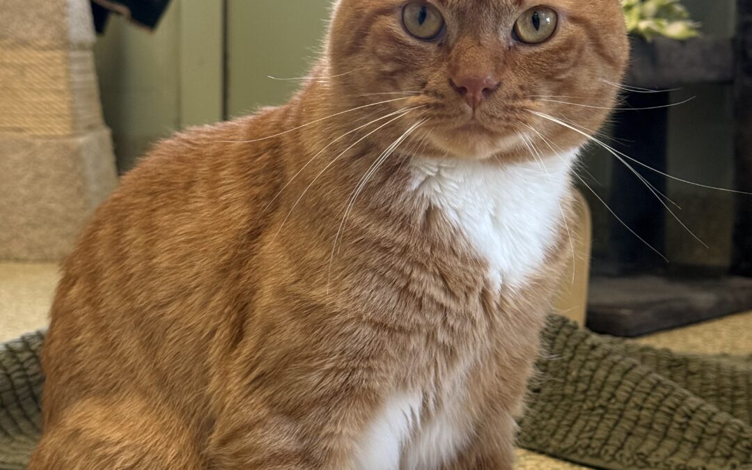 Kiki