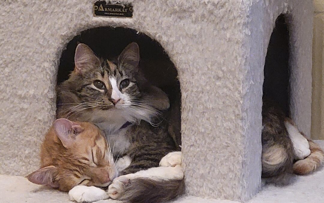 Tippy & Chewy