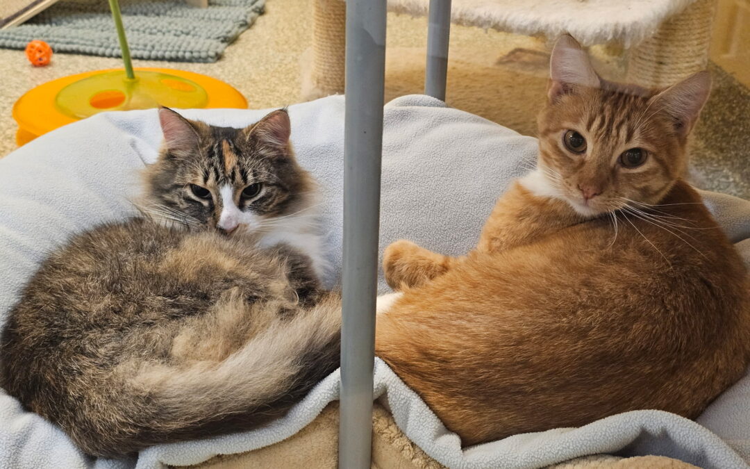 Tippy & Chewy